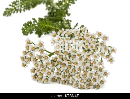 Blumen der Schafgarbe, lat. Achillea millefolium, auf weißem Hintergrund Stockfoto