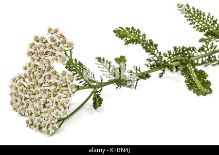 Blumen der Schafgarbe, lat. Achillea millefolium, auf weißem Hintergrund Stockfoto