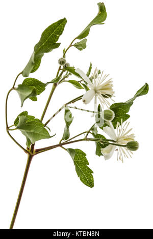 Blumen und Blätter der Clematis, lat. Clematis vitalba L., auf weißem Hintergrund Stockfoto