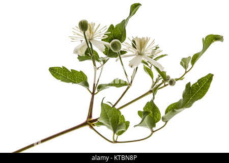 Blumen und Blätter der Clematis, lat. Clematis vitalba L., auf weißem Hintergrund Stockfoto