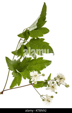 Blumen und Blätter der Clematis, lat. Clematis vitalba L., auf weißem Hintergrund Stockfoto