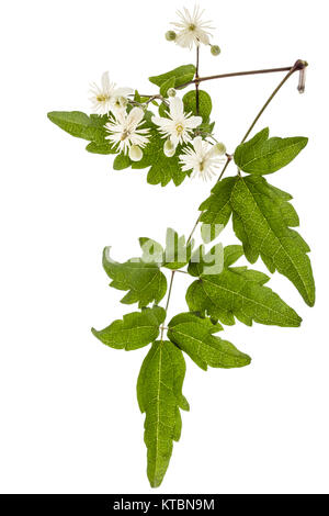 Blumen und Blätter der Clematis, lat. Clematis vitalba L., auf weißem Hintergrund Stockfoto