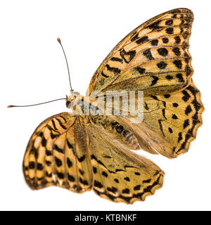 Schmetterling Silver-Washed fritillary, lat. Ceriagrion tenellum, auf weißem Hintergrund Stockfoto