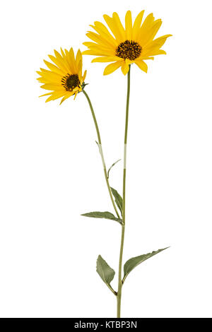 Zwei gelbe Blumen, auf weißem Hintergrund Stockfoto
