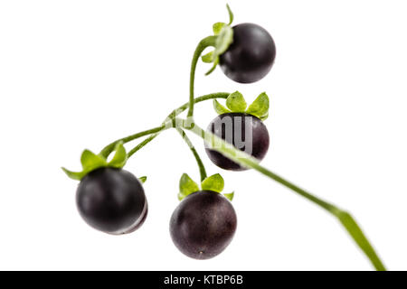 Beere von Schwarzer Nachtschatten, lat. Solanum nígrum, giftige Pflanze, auf weißem Hintergrund Stockfoto