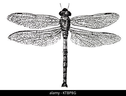 Libelle, Eindruck des Stempels. isoliert auf weißem Stockfoto