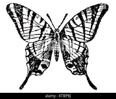 Schmetterling, Eindruck des Stempels. isoliert auf weißem Stockfoto