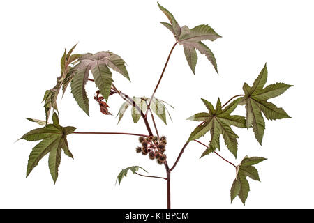 Ricinus communis, castorbean oder rizinus-Anlage, auf weißem Hintergrund Stockfoto
