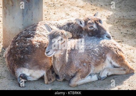 Zwei europäische Mufflons ruht still, Ovis Musimon Stockfoto