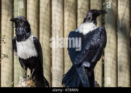 Trauerschnäpper Krähe, Corvus Albus, einziger Vogel Stockfoto