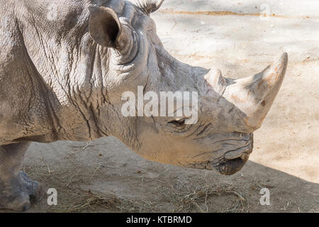 Nashorn, Rasen, Ceratotherium Simun Essen Stockfoto