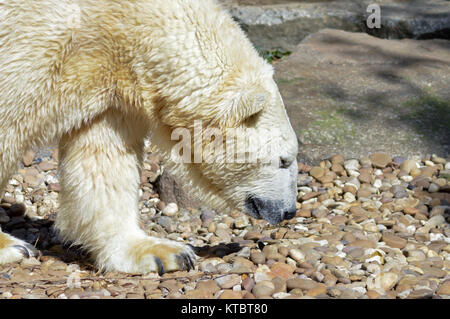 Eisbär auf Kieselsteine in einem Tier Stockfoto