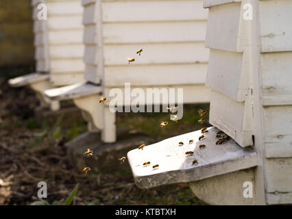 Fliegen von White Hives mit einem lebhaften Verkehr der Bienen Summen und den Bienenstock in ihrer Jagd nach Nahrung, Pollen Stockfoto