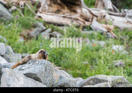 Marmot ruht auf Felsbrocken in Alm im Sommer Stockfoto