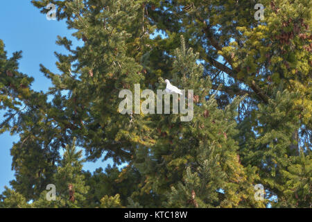 Weiße Taube in der Fir Stockfoto