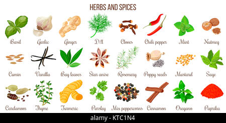 Big Vector Set der beliebten kulinarischen Kräuter und Gewürze Stockfoto