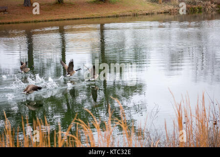 Gänse, die aus dem Wasser Stockfoto