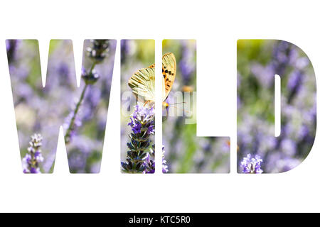 Wort WILD über Schmetterling am Lavendel Pflanzen Stockfoto