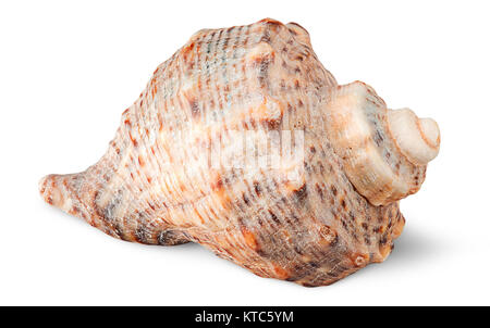 Seashell Rapana Seitenansicht Stockfoto