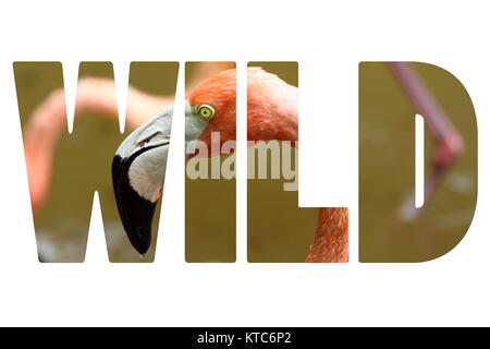 Wort WILD über rosa Karibik Flamingo Stockfoto