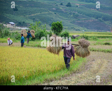 Sapa, Vietnam - 29. Mai 2016. Menschen der Ernte von Reis auf dem Feld in Sapa, Vietnam. Sapa ist ein Grenzgänger, Gemeinde und Hauptstadt der Provinz Lao Cai in Nor Stockfoto