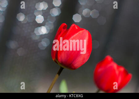 Rote Tulpe, in der Nähe Stockfoto