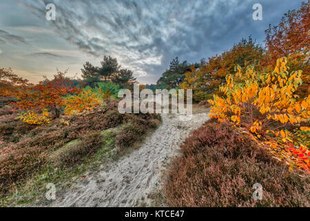 Bunte Herbst Heide Landschaft mit bunten Blätter an den Bäumen in Drenthe, Niederlande Stockfoto