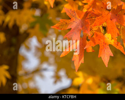 Mit orange und gelb gefärbte Ahorn Blätter im Herbst Saison Baum Stockfoto