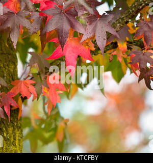 Lebendige bunte Blätter im Herbst auf den Ästen eines Baumes mit einer geringen Tiefenschärfe Stockfoto