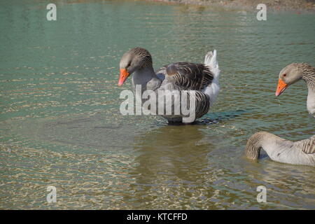 Die Graugans ist im Inland. Hausgemachte Grey Goose. Hausgemachte Gänse in einem künstlichen Teich Stockfoto