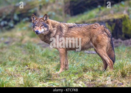 Europäische Wolf (Canis lupus) Seitenansicht im natürlichen Lebensraum Wald Stockfoto