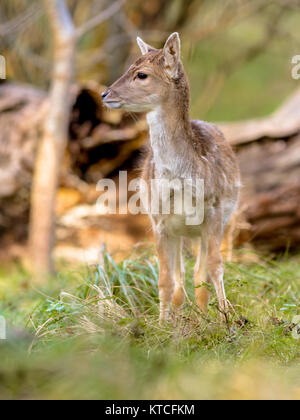 Damwild Kalb (Dama Dama) um in einem Herbst gefärbten Wald suchen Stockfoto