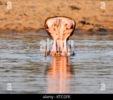 Hippo im Wasser öffnet seinen Mund zeigt die großen Stoßzähne mit Tier Reflexion auf Wasser Stockfoto