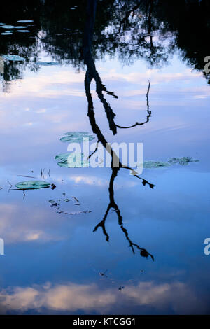 See mit wolkigen und toten Baumreflexen auf dem Wasser am Lake Panic, Südafrika, Kruger National Park Stockfoto