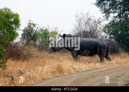 Rhino überquert die Schotterstraße, steht neben der Straße im trockenen Gras und starrt herum Stockfoto