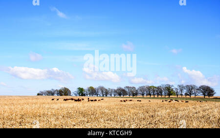 Kühe auf Ackerland Fütterung auf alten Maisstängel mit klarem, blauen Himmel mit weißen Wolken, Südafrika Stockfoto