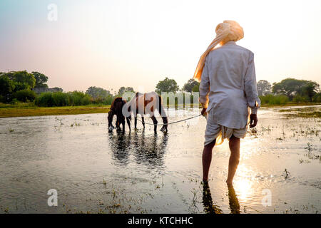 Ein Händler führt die Pferde in einen Fluss an Der Chandrabahga Messe, Jhalawar, Rajasthan, Indien Stockfoto