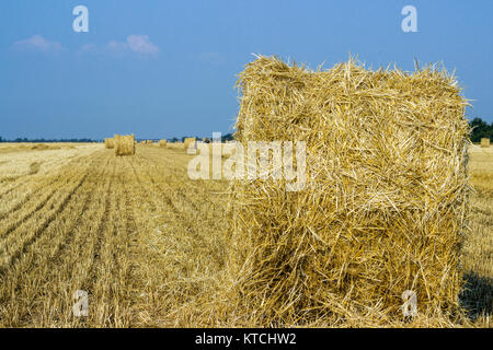 Rollen von Heuballen auf dem Feld. Sommer Bauernhof Landschaft mit Heuschober auf dem Hintergrund der schönen Sonnenuntergang. Landwirtschaft Ernte Konzept Konzept. Stockfoto