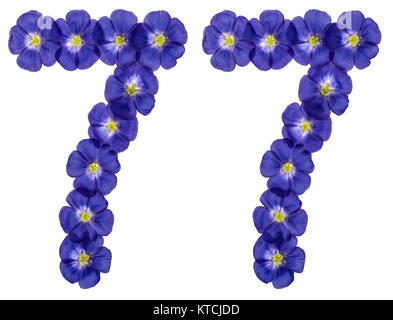 Arabische Zahlen 77, 77, von den blauen Blüten von Flachs, auf weißem Hintergrund Stockfoto