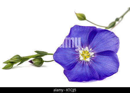 Blaue Blume von Flachs, auf weißem Hintergrund Stockfoto