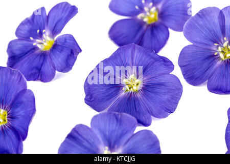 Blaue Blumen von Flachs, auf weißem Hintergrund Stockfoto