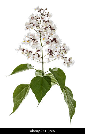 Die Blütezeit der Bäume Catalpa, lat. Catalpa speciosa, auf weißem Hintergrund Stockfoto