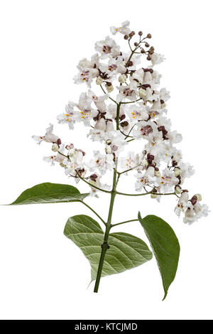 Die Blütezeit der Bäume Catalpa, lat. Catalpa speciosa, auf weißem Hintergrund Stockfoto