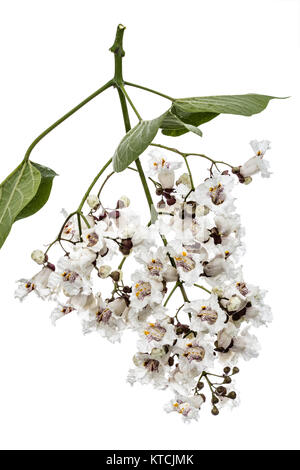 Die Blütezeit der Bäume Catalpa, lat. Catalpa speciosa, auf weißem Hintergrund Stockfoto