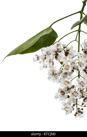 Die Blütezeit der Bäume Catalpa, lat. Catalpa speciosa, auf weißem Hintergrund Stockfoto