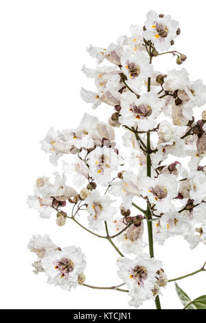 Die Blütezeit der Bäume Catalpa, lat. Catalpa speciosa, auf weißem Hintergrund Stockfoto