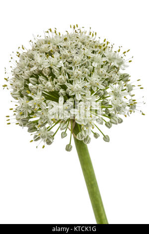 Blüte von essbaren Zwiebel, lat. Allium cepa, auf weißem Hintergrund Stockfoto