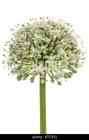 Blüte von essbaren Zwiebel, lat. Allium cepa, auf weißem Hintergrund Stockfoto