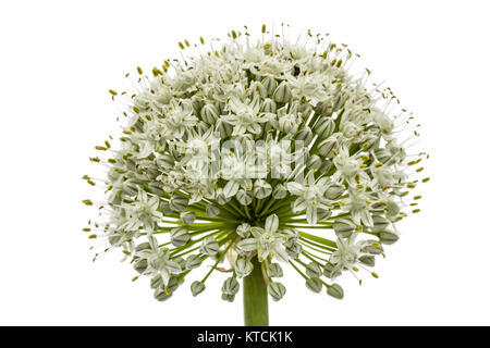 Blüte von essbaren Zwiebel, lat. Allium cepa, auf weißem Hintergrund Stockfoto