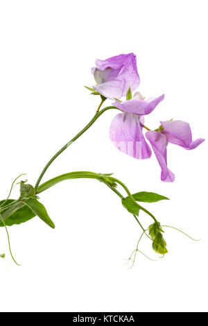 Blumen von Sweet Pea, auf weißem Hintergrund Stockfoto